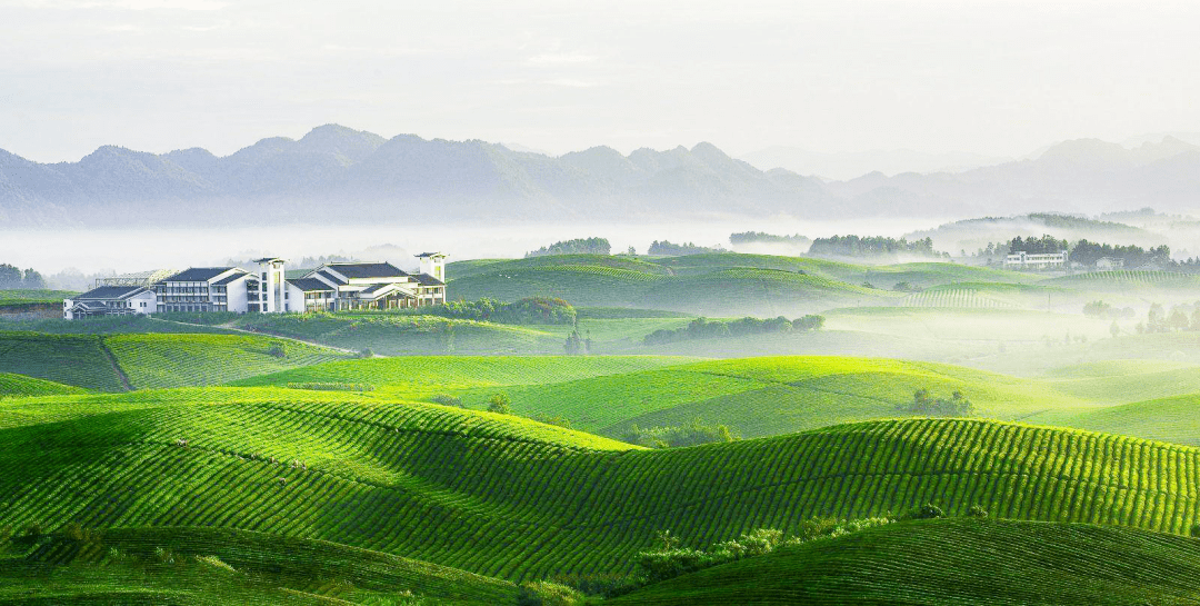 自2012年以来,贵州茶叶连续八年抽检合格率100.