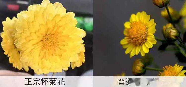 给你好睡不贵的怀菊花荞麦枕