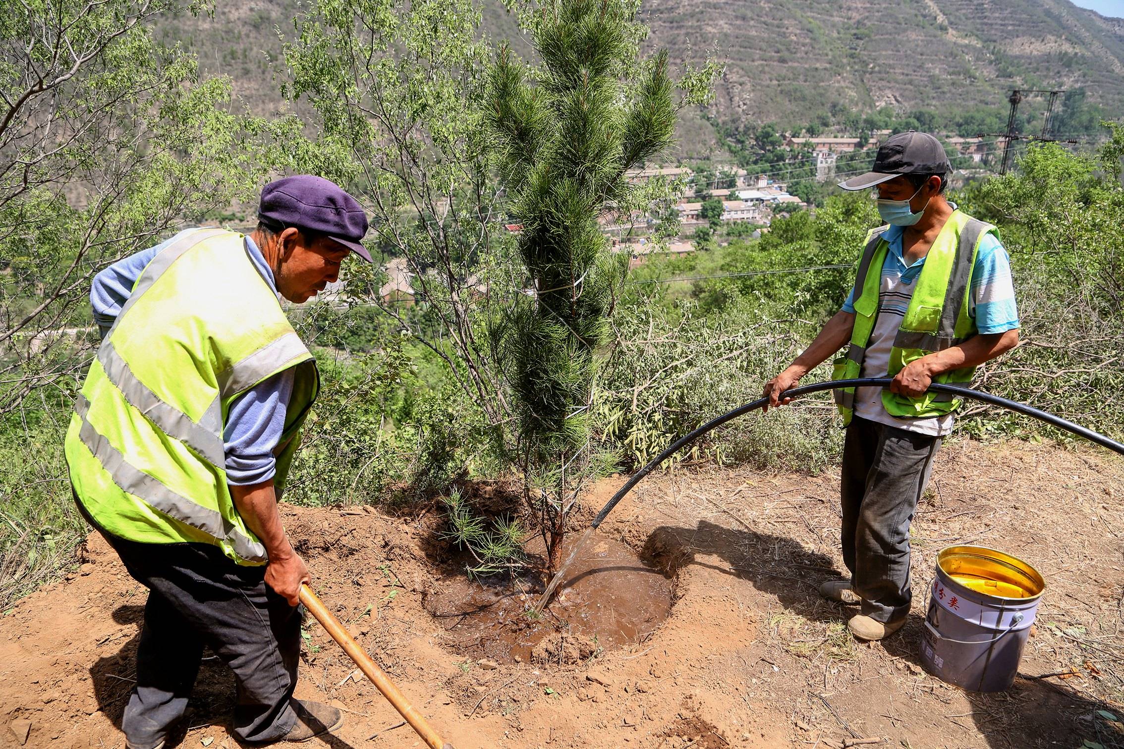 6月16日,在京西林场工程区,工人给刚植下的树苗浇水.