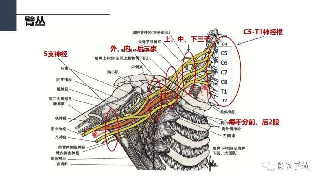 肩关节解剖及常见疾病影像表现