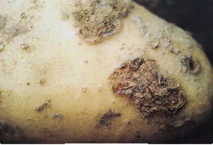 马铃薯粉痂病 病害症状: 主要危害块茎和根部.