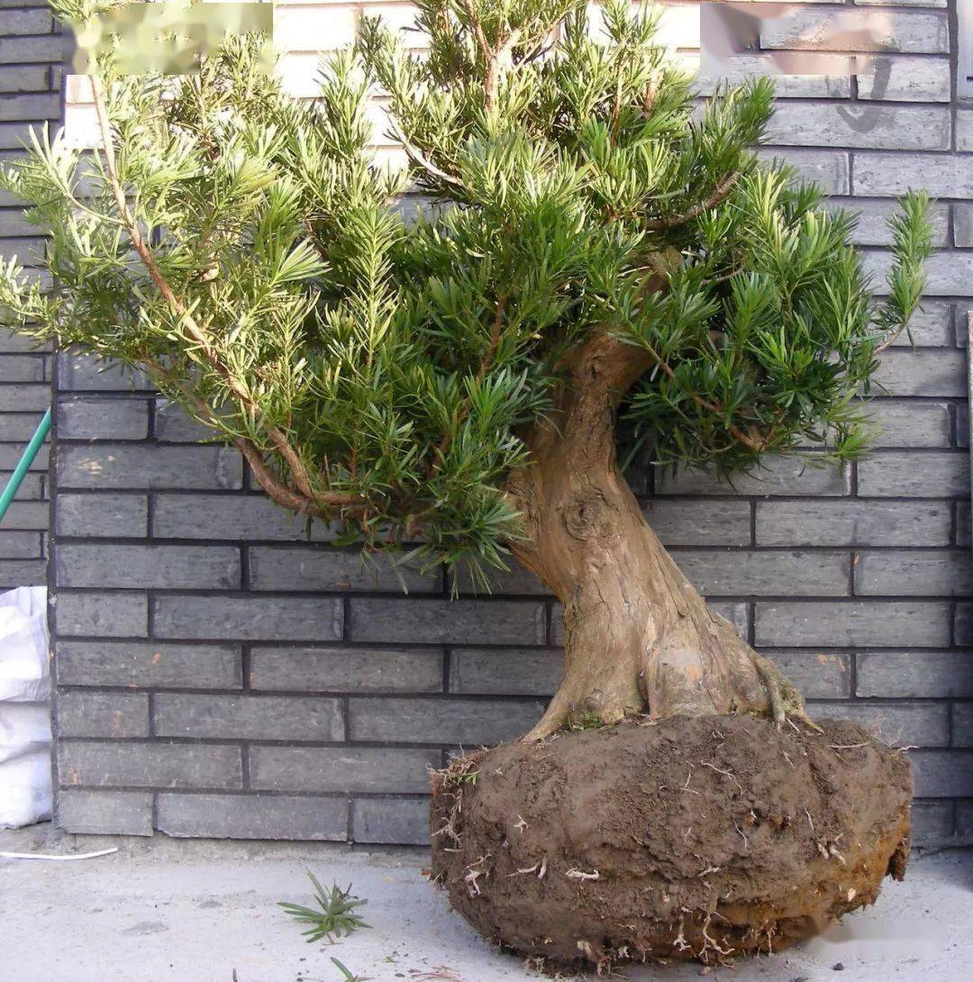 18年!罗汉松盆景《观潮》成型轨迹全纪录