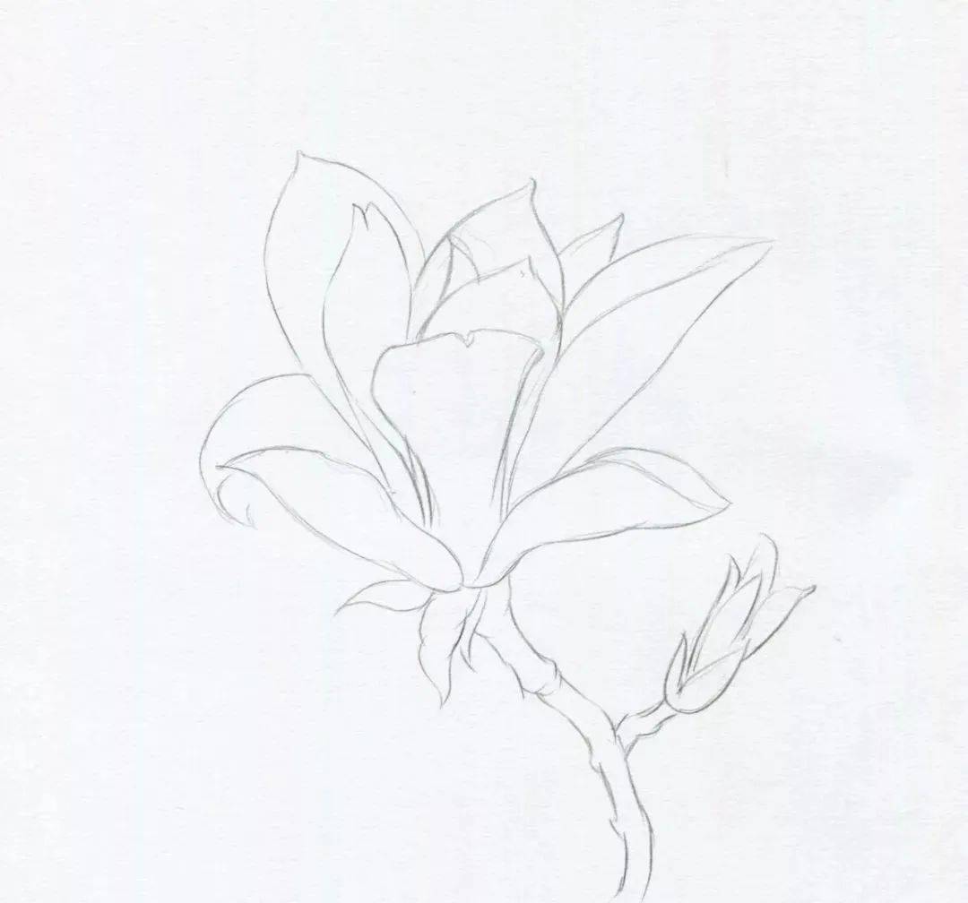 先用自动铅笔以直线画出玉兰花和枝干的几何形状,用笔要轻,因为最后要
