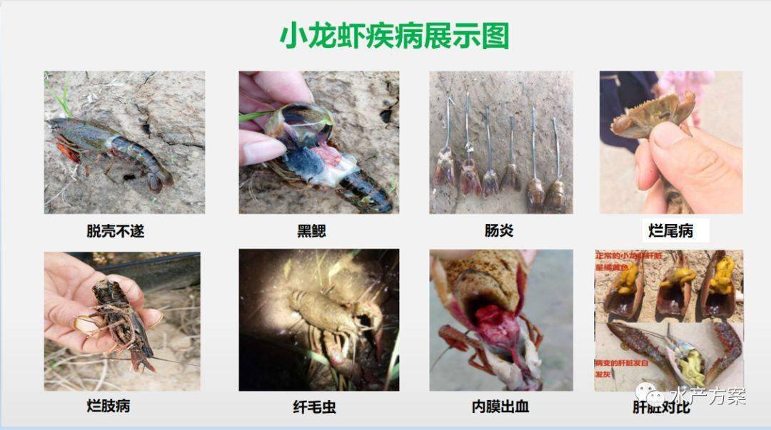 做好这3点轻松搞定小龙虾塘的各种问题