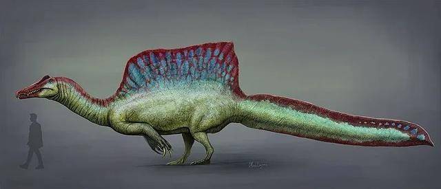 如何证明恐龙会游泳?棘龙:一条扁尾巴