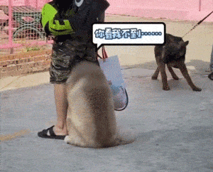 阿拉斯加看到德牧,吓得钻到主人胯下.怂到萌翻全网!