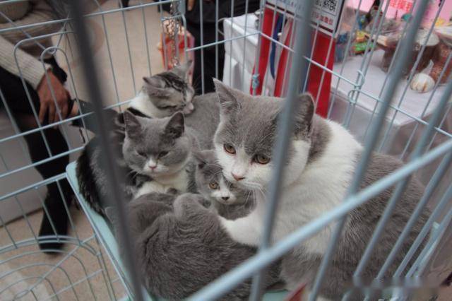 如何从国外猫舍买猫