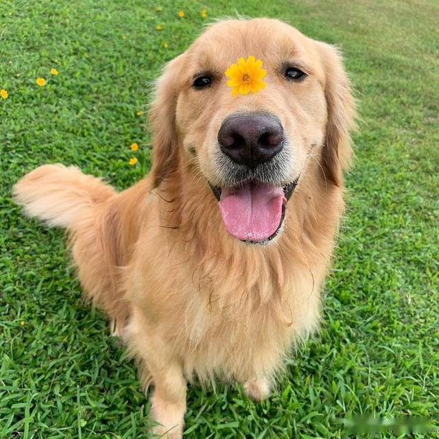 这也就是金毛犬种标准中所说的"颜色鲜艳,附有光泽,金色深浅不一.