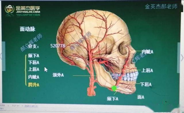 口腔解剖肌肉神经血管