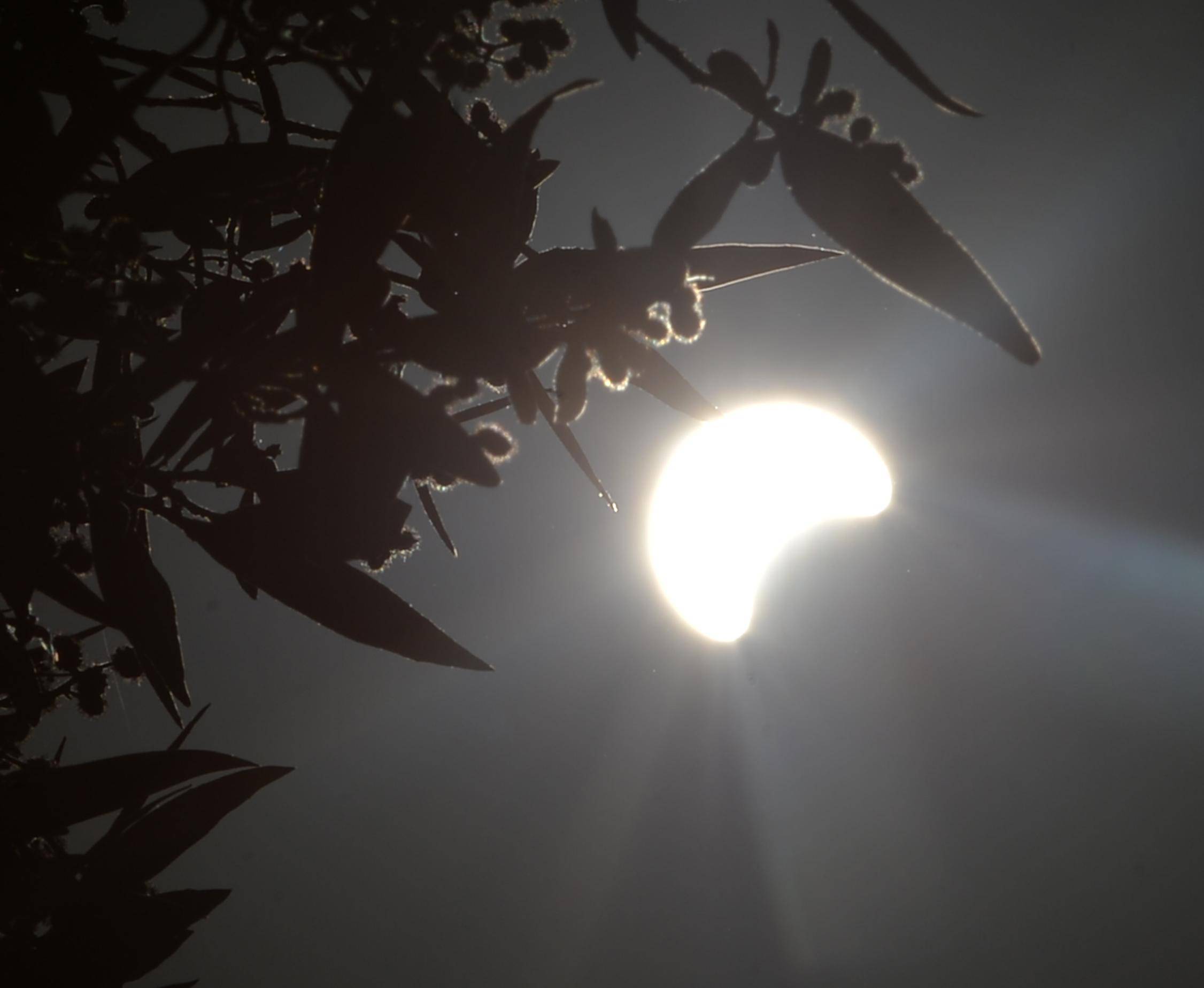 照片|日食现身天宇