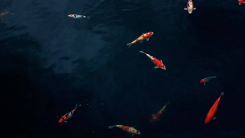 梦境探秘,为何会梦到好多黑鱼而他人却抓到了一条? 梦境探秘,为何会梦到好多黑鱼而他人却抓到了一条?