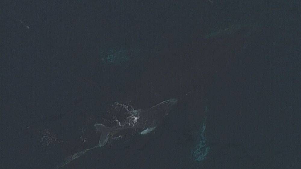 海域|澳大利亚海岸一对座头鲸母子误被鲨鱼网缠住 经工作人员努力终获救