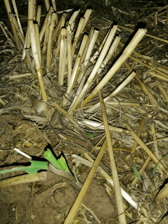 紧急十多亩玉米幼苗被虫吃光此虫近期严重抓紧时间防治