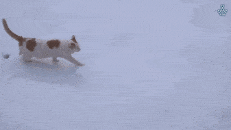 今晚dj猫打碟,大量蹦迪表情包预警.