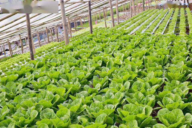 绿叶蔬菜的功效是不是都一样 bc1211d24b1c42d1935a6b98e1a8c129.jpeg