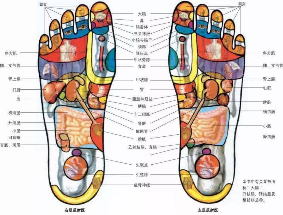 脚有无数的神经末稍与大脑紧密相连,与人体健康息息相关.