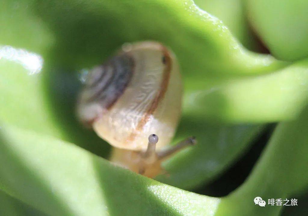 包括苍蝇幼虫,螨虫和多样性真菌,但是研究人员观察到同型巴蜗牛在处理