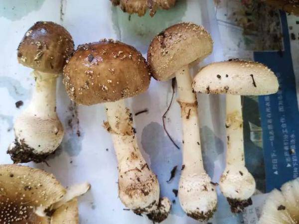 广东|135人发病，3人死亡！多地疾控紧急提醒