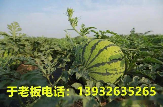 fcab27ebc878442083155776669056ff.jpeg