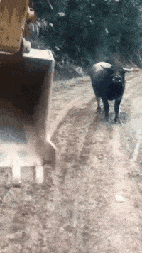 原创搞笑gif:这难道就是传说中的坠入爱河吧?