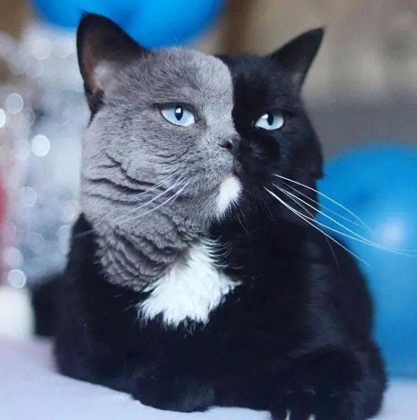 猫的树导演正脸有多帅 915951d96ea94e3bab7032986169ebf9.jpeg