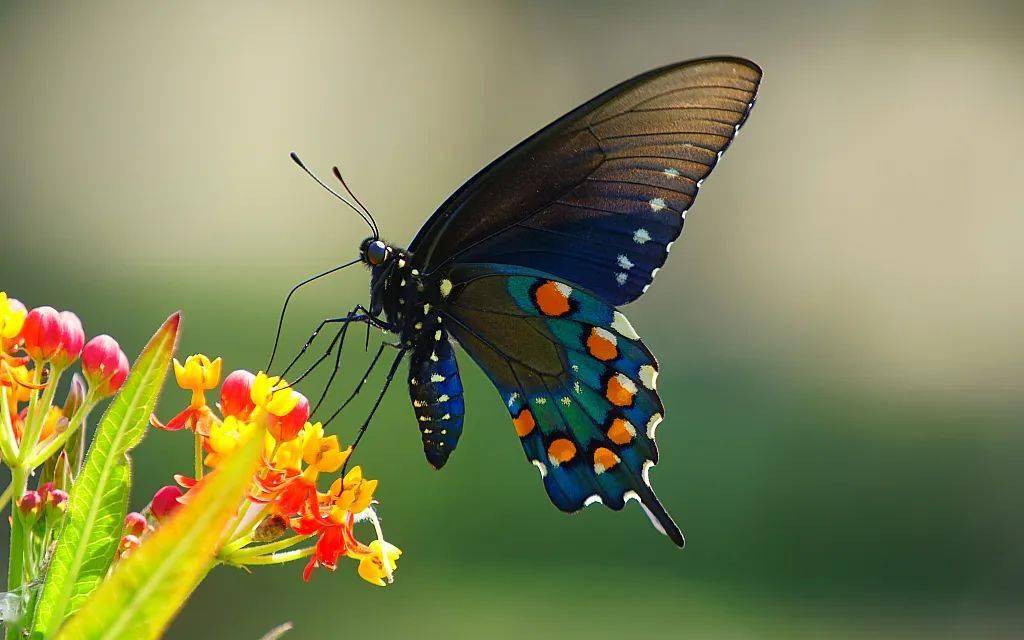 酒醉的蝴蝶 ccfc4a525ca1405580e9b3762d35e9ca.jpeg