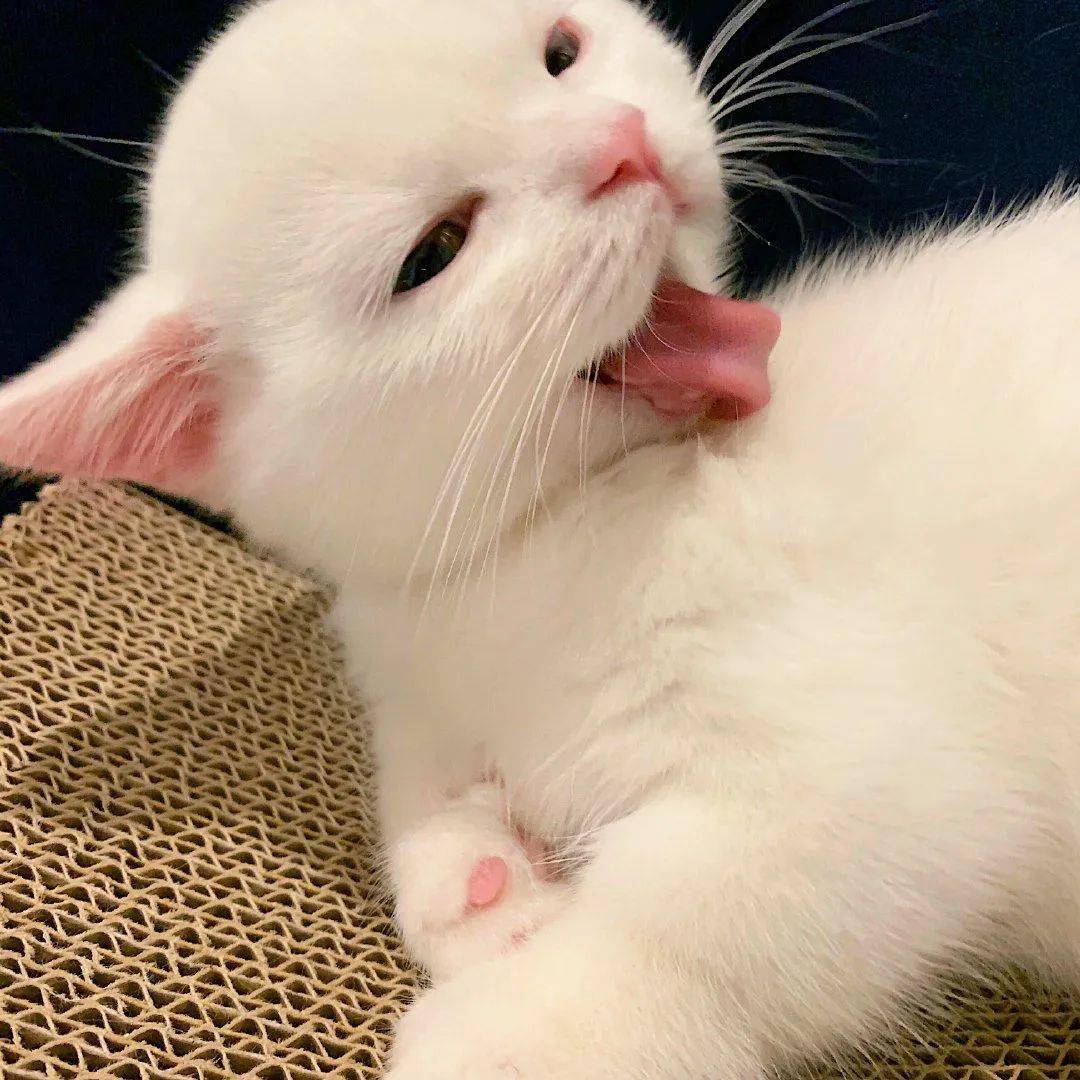 网红猫咪 | 小奶猫蛋崽表情包(三)