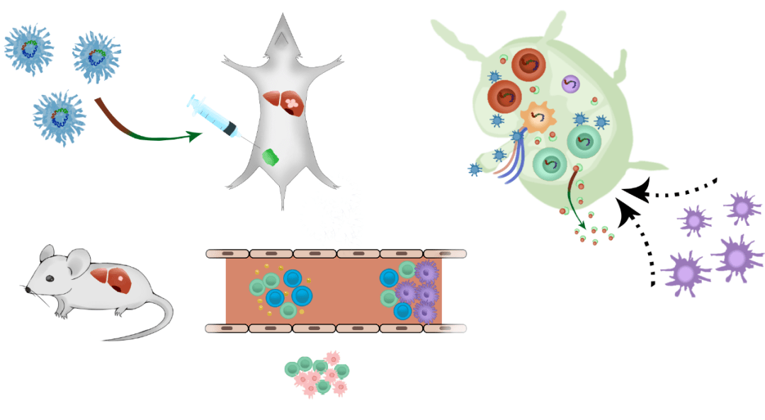 ps科研绘图肝癌小鼠肿瘤免疫5