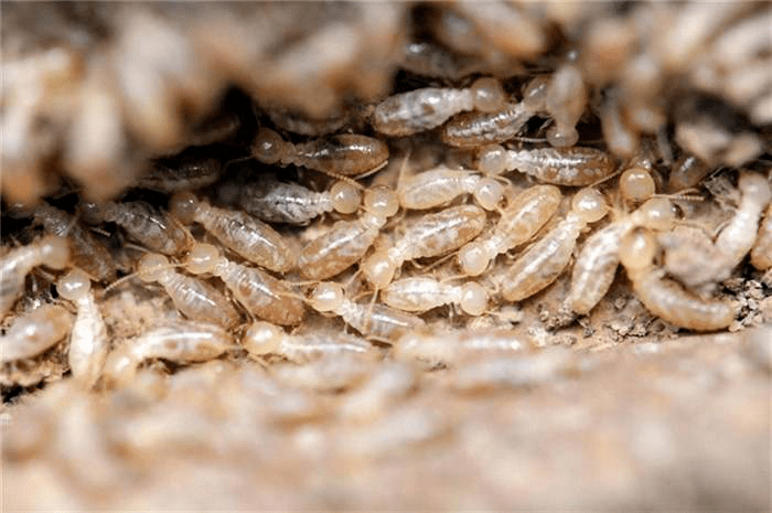 蚂蚁的繁殖蚁也有长翅膀,但白蚁的繁殖蚁前翅和后翅等长,蚂蚁的繁
