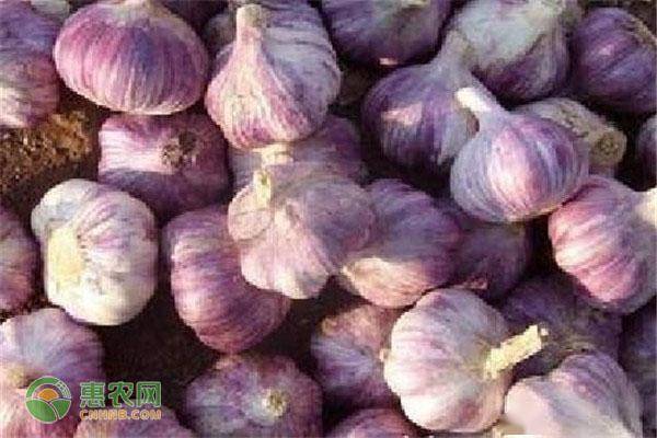 如何种植大蒜步骤 18d34baecb0e449194e6c0059831484b.jpeg