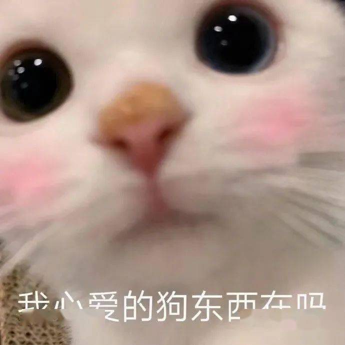 可爱小猫表情包