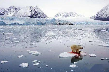 冰川融化,北极熊食不果腹,越来越少吗?