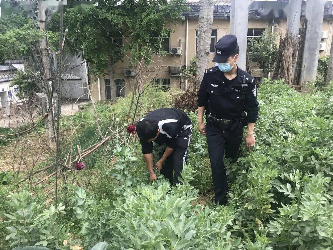 禁种铲毒