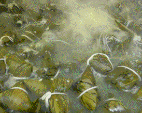 罗源县融媒体中心出品 编辑:洪映,康琳 监制:黄振法,洪映 返回搜