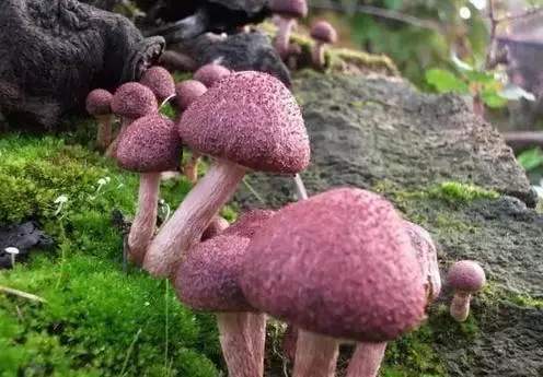 毒蘑菇出没 请收好这份重庆毒蘑菇图鉴