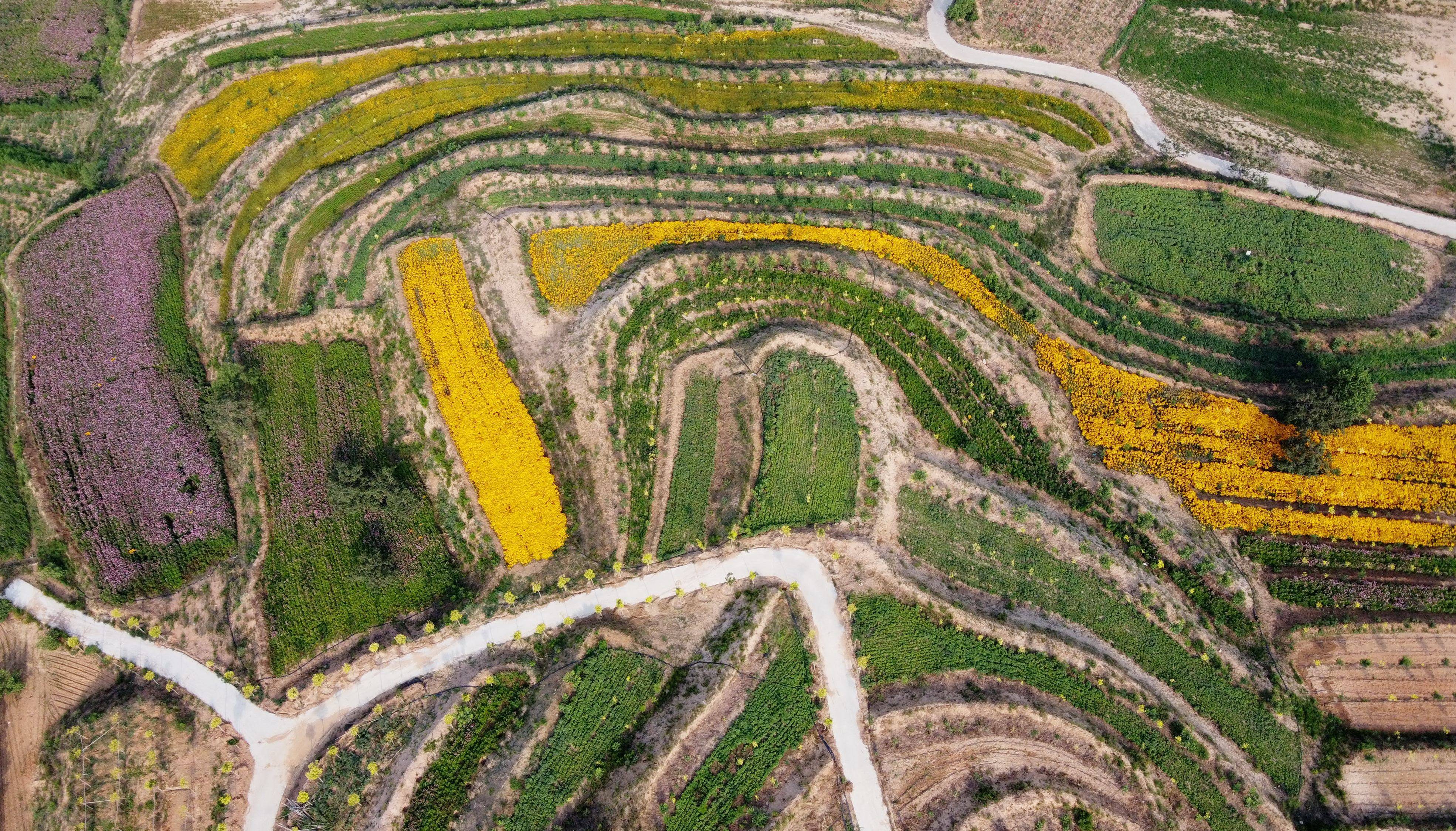 这是河北邢台市内丘县扁鹊药谷中药材种植基地一角(6月27日摄,无人机