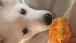 狗吃芒果会怎么样