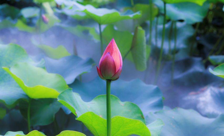 每个人的心中都有一朵清净的莲花. 沉静的眼,平和的心.
