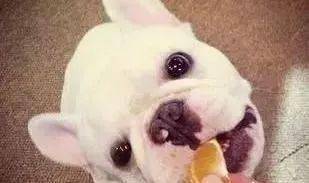 狗吃芒果会怎么样