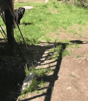 模特大学 代表专业:美容美发,造型模特 代表学生:贵宾,博美,阿富汗