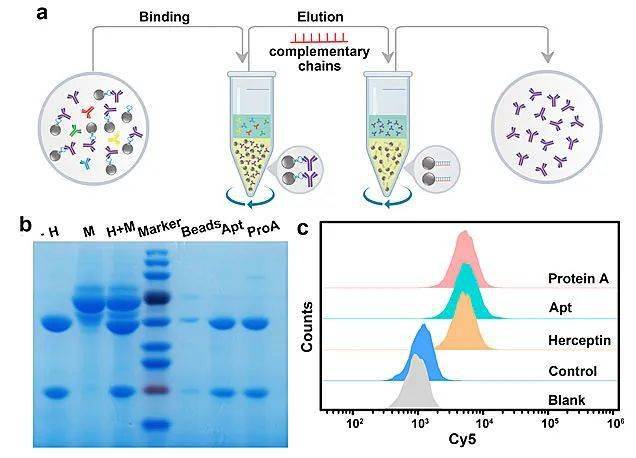 【分析】抗体药物生产监测,分离纯化和质量控制的新型分子工具—变
