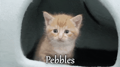 抚养四只还在喝奶的小奶猫,是一种什么体验?