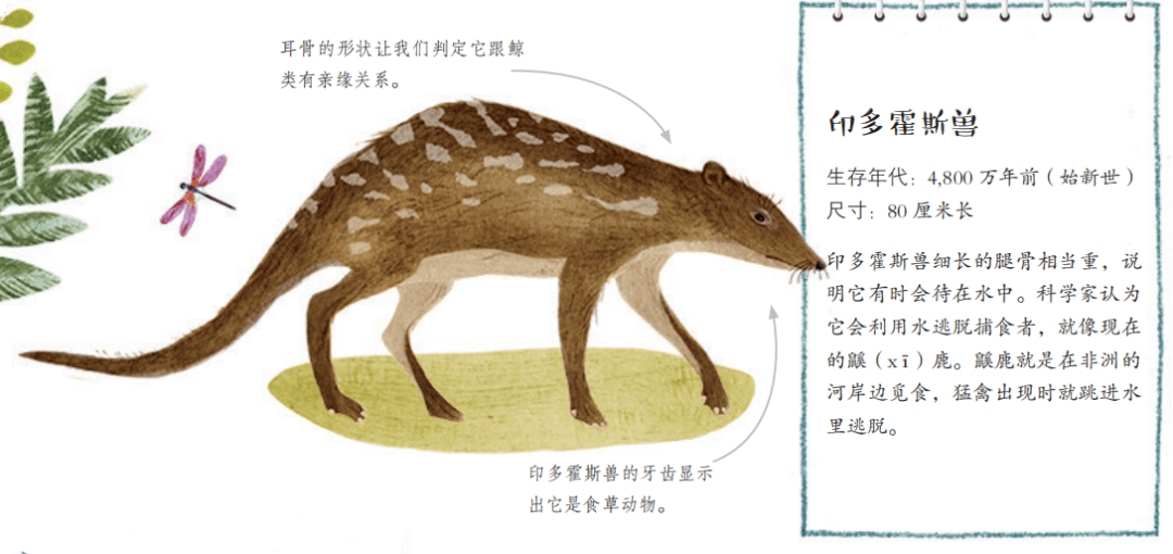 鲸鱼的祖先有多大 ca6e220d65f649d7a869e5e64fcb6e73.png