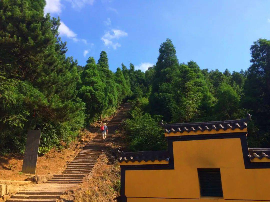 太阳山石梯古树祈福树太阳山寺小江郎山红豆相思谷张村乡双合丰村秀地