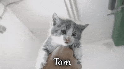 抚养四只还在喝奶的小奶猫,是一种什么体验?