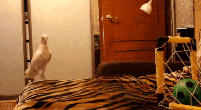 为了庆祝端午小长假完美结束 特意给大家准备一些  沙雕猫gif  开心吸