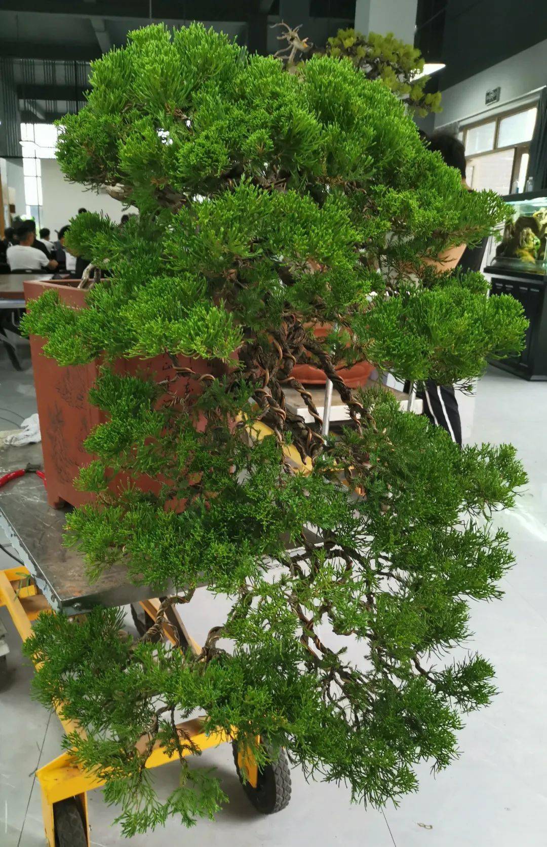 一口气儿看完樊顺利三棵柏树盆景制作