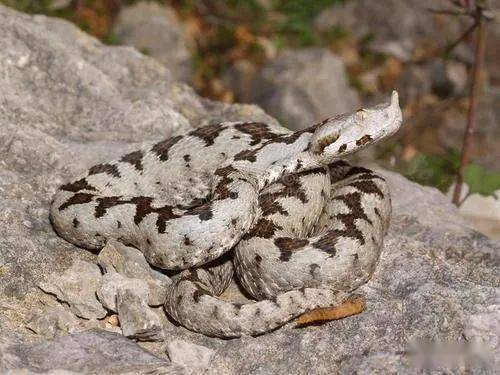 毒蛇三角头,最迷人的最危险,蝰蛇家族当中那些致命的迷人