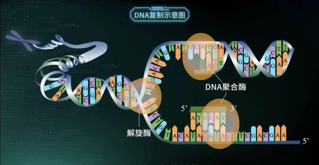半保留复制就是这样让dna分子由一得二,复制出的这两个完全相同的dna