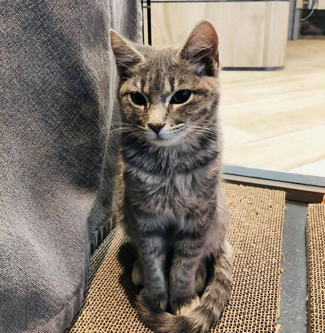 养猫|教会我如何去爱纽约猫咪领养记:花3个月才领回家的猫